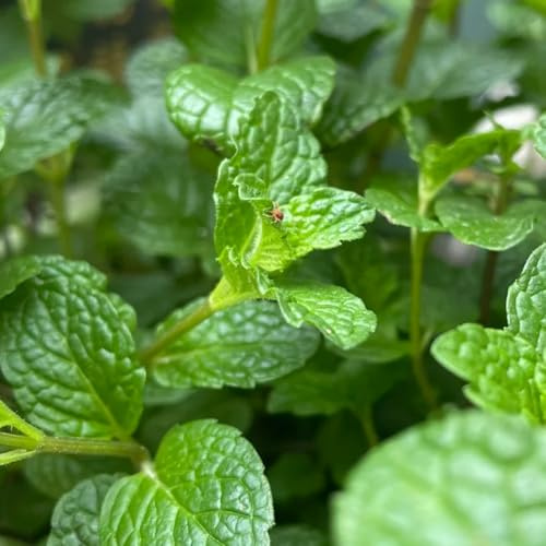 Semi di menta verde, regali sostenibili Mentha Spicata, cucina dell'orto, semi del giardino aromatiche perenni 300pcs
