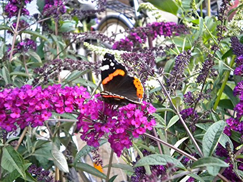 Sommerflieder 'Royal Red' - Lila Blüte - Buddleja davidii Royal Red - Containerware 60-100 cm - Garten von Ehren®