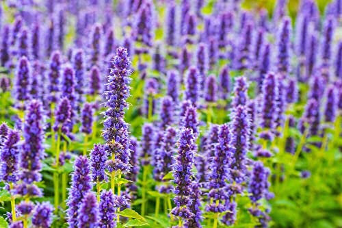 100 Graines Agastache Anisée, Agastache Rugosa, Semillas de Menta Coreana: Semillas