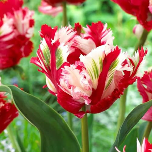 tulpenzwiebeln winterhart mehrjährig,tulpenzwiebel, topfpflanzen echt,garten hochbeet tulpen zwiebeln blumenzwiebel,rankpflanze kleine ostergeschenke,bodendecker winterhart 3pcs