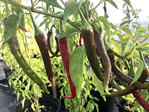 Kashmiri Mirch 5 Chilli Seeds by CHILLLIESontheWEB - Pick and Mix Get 4 for 3