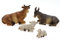 Krippenfiguren Tiere 4er Set Ochse, Esel, Schaf, Lamm als Ersatzfiguren Tierfiguren Krippenzubehör Weihnachtskrippe max. H.: 7,5cm / max. L.: 10cm