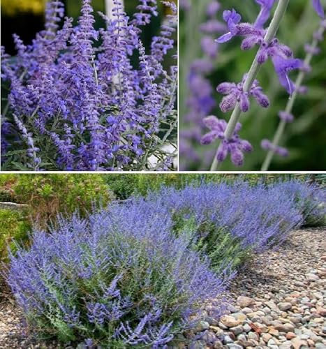 Russian Sage Seeds | Perovskia Atriplicifolia | 15+ Seeds