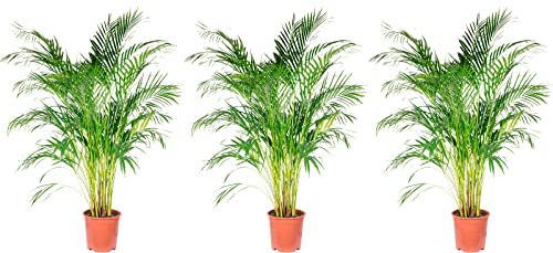 3er-Set Goldfruchtpalme - echte Zimmerpflanze, Areca Dypsis Lutescens - Höhe ca. 120 cm, Topf-Ø 24 cm
