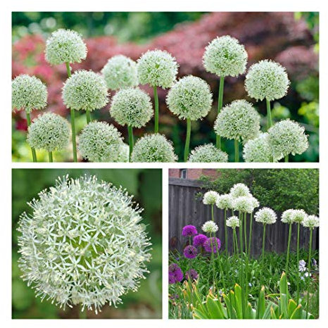 Allium Mount Everest Flower Bulbs (10)