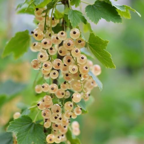 Whitecurrant 'White Versailles' (Organic) - Early Cropping, Sweet White Berries for Desserts - Hardy Fruit Bush – 1x 1.7 Litre Potted Plant by Thompson & Morgan