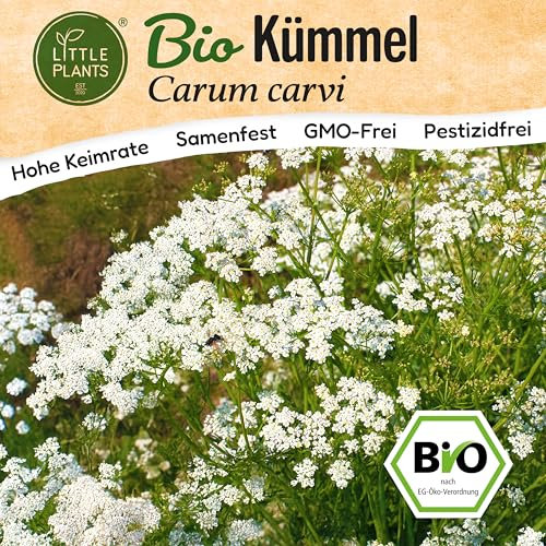 Little Plants BIO Kümmel Samen 500 Kümmelsamen Kräutersamen Samenfest für Kräutergarten Kräuter Samen Küchenkräuter für Küche, Balkon und Garten
