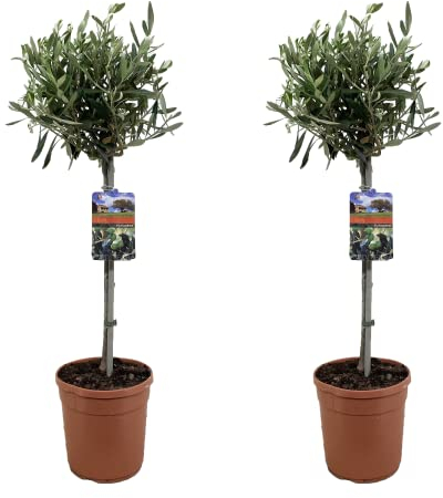 Plant in a Box - Olivenbaum - Set de 2 - Olea Europaea - Topf 19cm - Höhe 80-90cm