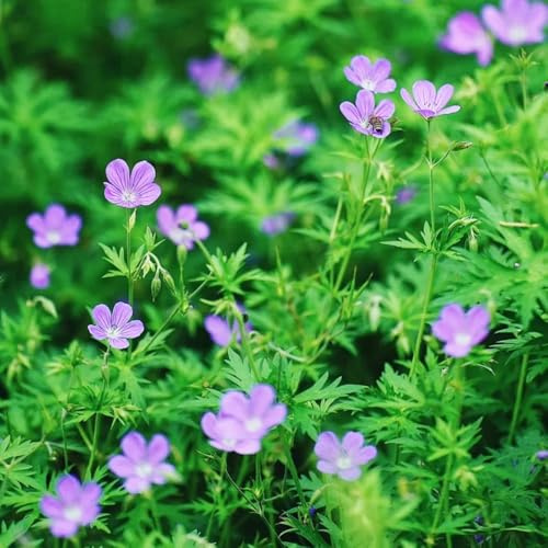 semillas resistentes de geranio - exterior primavera silvestres interior raras jardín 120pcs