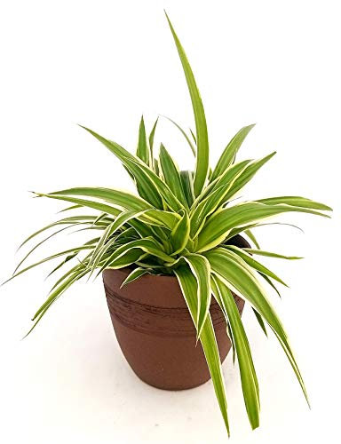 POWERS TO FLOWERS - CHLOROPHYTUM, FALANGIO IN VASO CERAMICA MOKKA, vaso 13cm, pianta vera