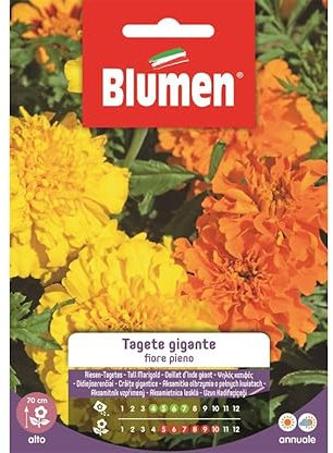 SEMI TAGETE GIGANTE FIORE PIENO BLUMEN FIORI