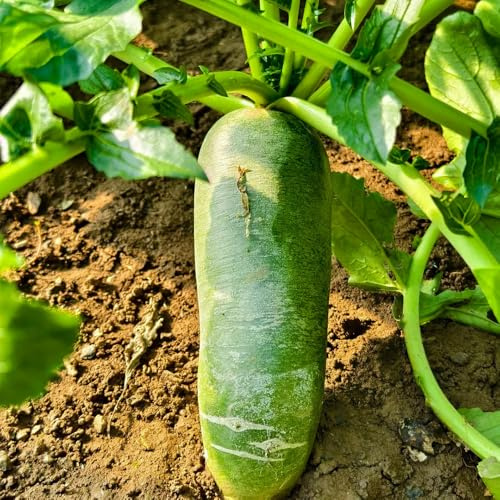 semillas de rábano, resistentes Rabano sativus, variedades antiguas semillas de jardín 500pcs