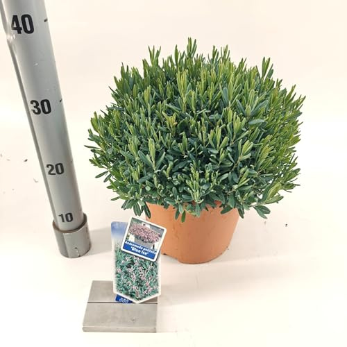 Fresh Plants - Composition végétale bulbeuse Jacinthe & Narcisse - Ø 23 cm - Hauteur 20-40 cm