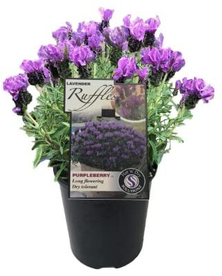 Planta Natural de Lavanda Flor de Temporada Planta Viva
