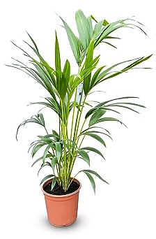 Tropictrees - Kentia Palme - 100/120cm - Howea Forsteriana - Zimmerpflanze - Luftreinigend - Immergrün - Blickfang - Zierpflanze - Pflegeleicht - Schneller Versand