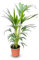 Tropictrees - Kentia Palme - 100/120cm - Howea Forsteriana - Zimmerpflanze - Luftreinigend - Immergrün - Blickfang - Zierpflanze - Pflegeleicht - Schneller Versand