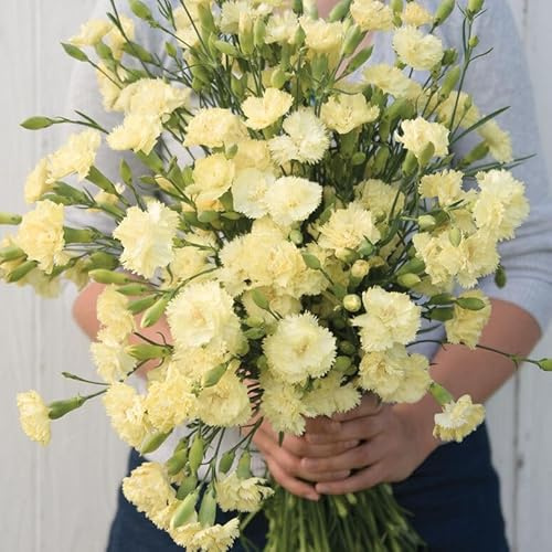 Gardening Treasures: 100+ Carnation Chabaud Marie Seeds