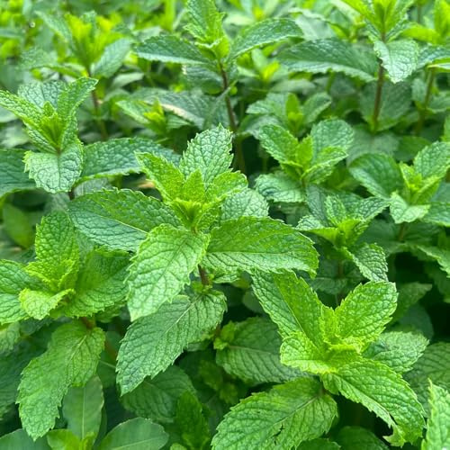 semi di menta, giardino roccioso resistenti biologici decorazione per esterni 850pcs