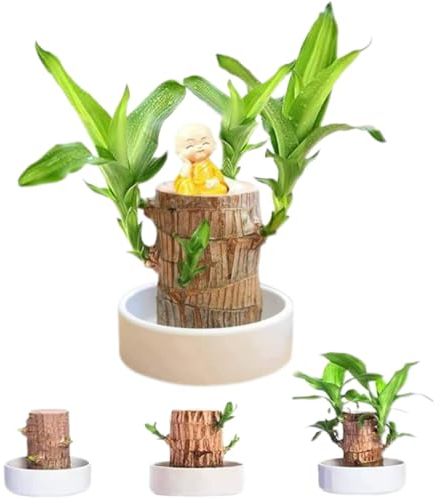 Bois Porte-Bonheur, Mini Plante hydroponique en Pot, Bois de Bambou Porte-Bonheur à Germination Magique, Plante de Bureau d'intérieur pour Purifier l'air intérieur