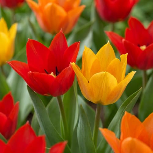 GreenboutiQ - Bulbes à fleurs - Mélange de Tulipes Praestans - Couleurs Variées - 25 pièces - Taille de bulbe 8/9 - Pack XXL