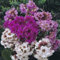 30+ Bergenia Cordifolia GROUND COVER FLOWER SEEDS MIX/Perennial: Only Seeds