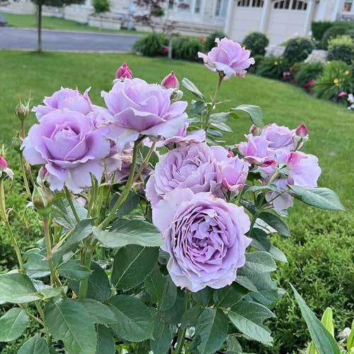 rosas moradas - decoración silvestres jardín del balcón jardín interior decoraciones para exteriores comprar semillas silvestres 15pcs