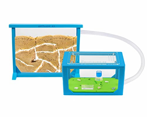 Anthouse - Natürliche Ameisenfarm aus Sand | 3D Blau Medium Set (Sandwich + Futterbox) | Inklusive Ameisenkolonie