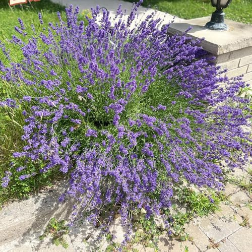Semi di lavanda, resistenti all'inverno, primaverili, per il giardino da balcone tappezzante 800pcs