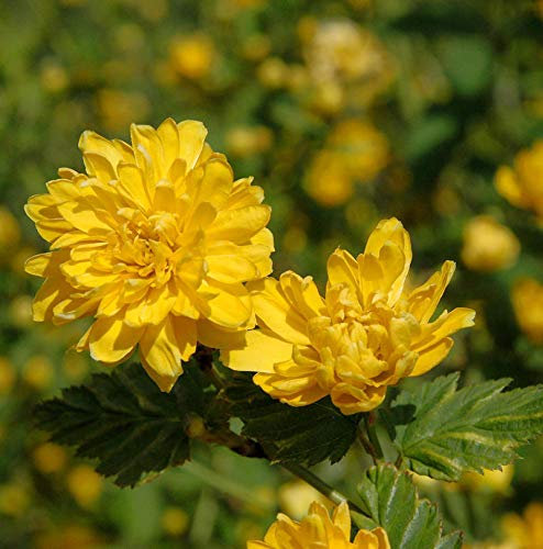 Ranunkelstrauch 40-60cm - Kerria japonica