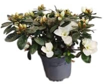 DECOALIVE Azalea Blanca Natural – Planta de Interior y Exterior con Flores Blancas