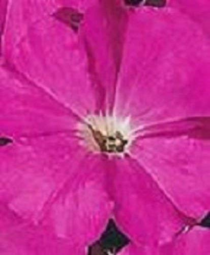 50 semi di petunia pellettiera berühmtheit neon