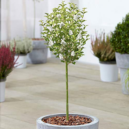 Arbre Lilas Blanc Syringa | Lilas en Pot pour Petits Jardins & Patios | Arbre Ornemental à Tige Droite | Plantes de Jardin
