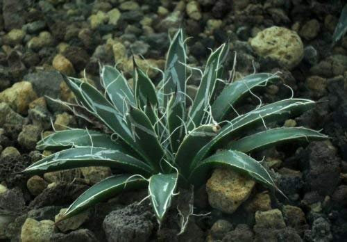 Agave toumeyana Bella AGAVE SEMI esotiche!
