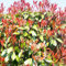 Petirrojo - semillas planta de maceta arbustos para el jardín maceta plantas de interior jardín - Serie Plantas Raras - semillas hierbas planta seto petirrojo rojo en macetas exóticas 1000pcs