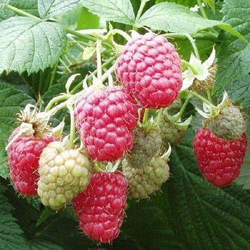 3 Joan J Raspberry Plants-Everbearing, Thornless (3 Lrg 2 Yrs Bare root Canes)