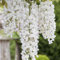 Weißer Chinesicher Blauregen - Wisteria sinensis 'Alba' Kletterpflanze mit großen weißen Blütentrauben - Topf gewachsen (40-60cm)