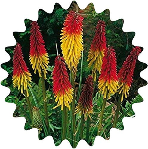 Graines de lis de torche / 30 pièces/Kniphofia uvaria/fleurs de roquette/vivaces/bougies à fleurs voyantes