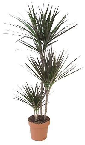 KENTIS - Dracaena Marginata Magenta - Piante Vere da Interni Purifica Aria - H 110-120 cm e Vaso Ø 21 cm