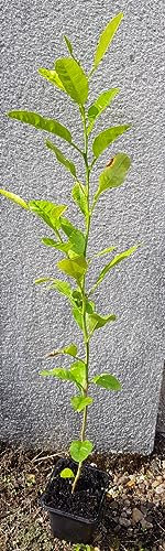 Citrus macrophylla/Citronnier Alemow/Godet/Agrume