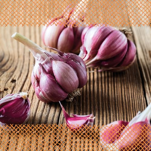 FLORTUS 2000-2461 Winterpflanzknoblauch Morado (Pflanzknoblauch)