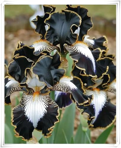 Bulbo di Iris | Elegante, Resistente, Adattabile, Tondo, Denso, Naturale-6 bulbi-D