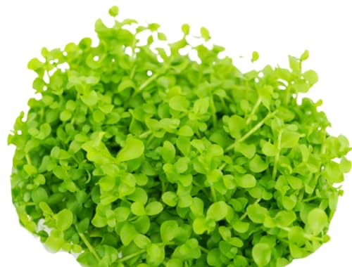 Micranthemum Monte Carlo Compact Tissue Culture Vitro Cup Freshwater Carpet Live Aquarium Plants Decoration BUY2GET1FREE