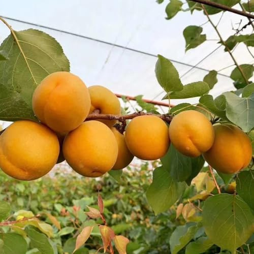 semillas de albaricoque - albaricoquero - organicas albaricoquero frescas, resistentes para el balcón, interior 30pcs