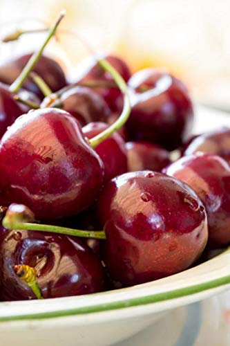 Albero di Ciliegio pianta di ciliegia varietà Ferrovia in vaso Età 2 anni pianta vera di ciliegio in venduta da eGarden.store