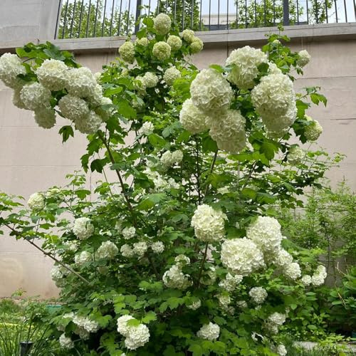 Semillas de hortensia bola nieve, Decoración jardín para exteriores raras semillas verano orgánicas resistentes exterior arbustos 150pcs