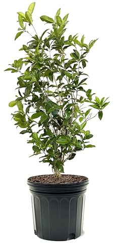 American Plant Exchange Tea Olive Bush, 7 Gallon Pot, 3-4ft Tall, Outdoor Landscape Garden Shrub, White Fragrant Blooms, Live Evergreen Plant