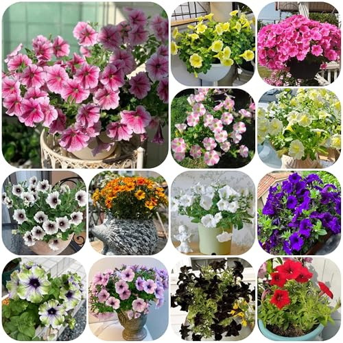 semillas de petunia colgando de perenne resistente petunia petunia, cortadas decoraciones, 400pcs