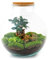 Flaschengarten - Pflanzenterrarium - Bolder Bob Bonsai - Ökosystempflanze - ↑ 30 cm - urbanjngl