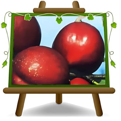 EURO PLANTS VIVAI Pêcher Nectarines à pulpe jaune Indipendence plante fruitière ancienne en pot 20 cm hauteur 150-170 cm - Âge 2 ans