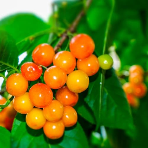 semillas de cerezo 300pcs